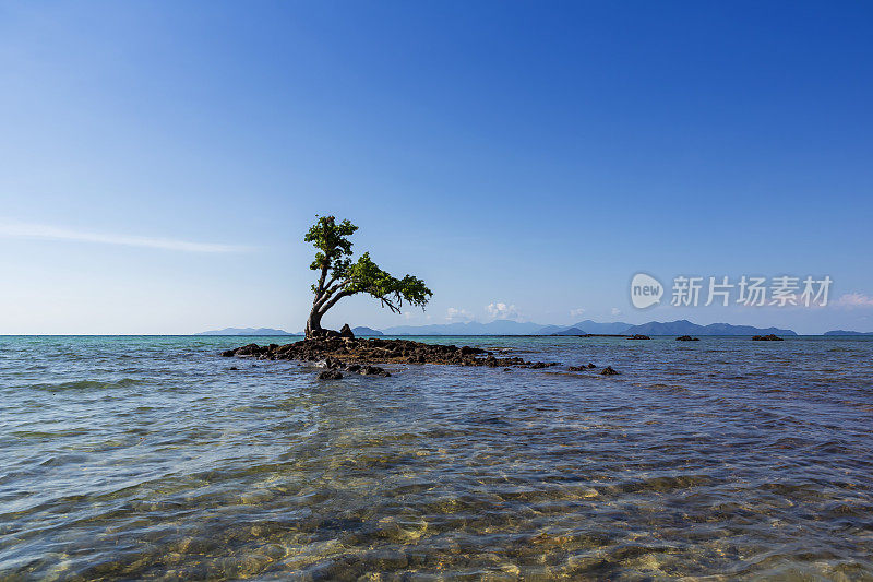 热带椰子树景观在Koh Kradad岛上的Koh Mak, Trat省，